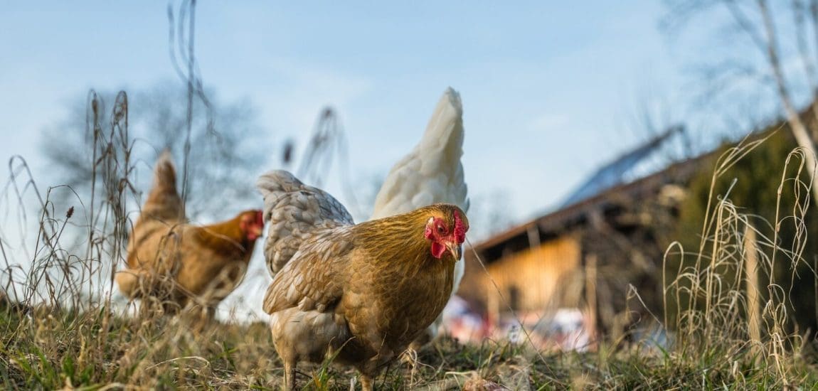 Többletforrásban részesülnek az állattartók