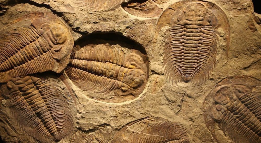 Jura kori fosszíliákat találtak tízezerszámra