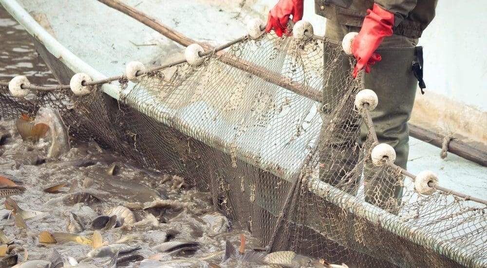 Több száz mázsa halat szállítanak el naponta a Hortobágyról