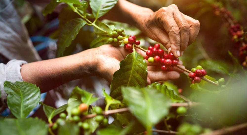 Hathavi csúcson az arabica kávéfajta ára