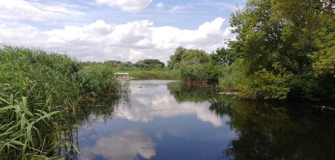 Megkezdődött a kárókatonák gyérítése a Tisza-tavon