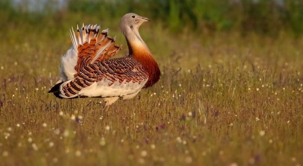 Jobb ma egy veréb… de az is jó, ha a túzok is túléli