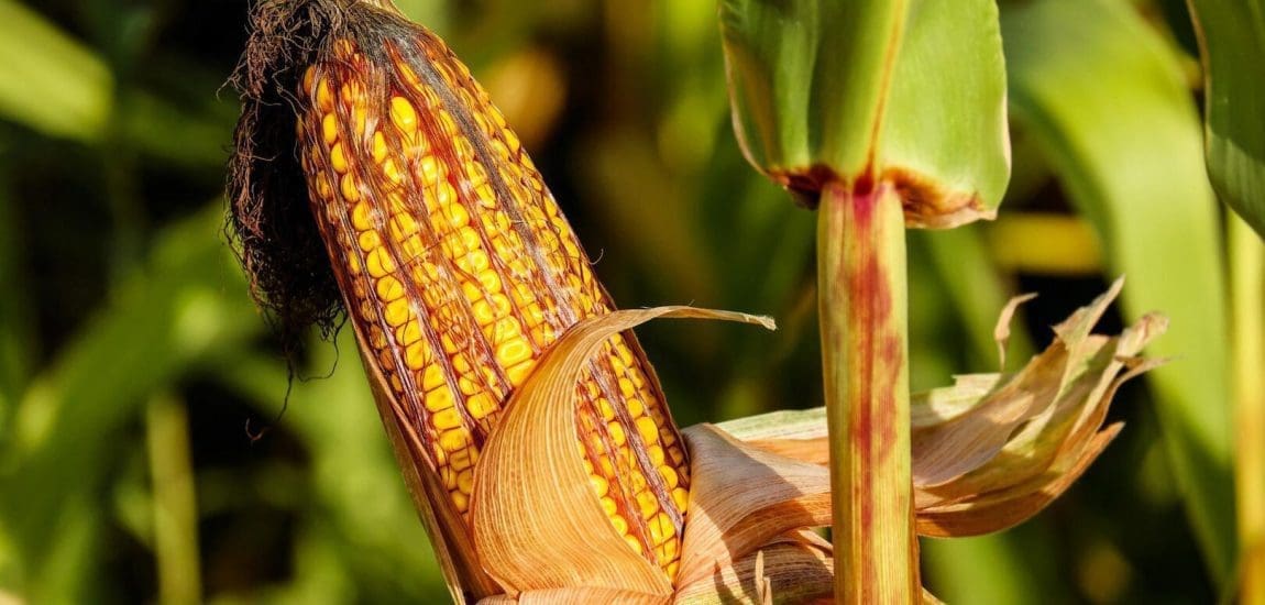 Negatív aratási rekordok várhatóak Békés megyében