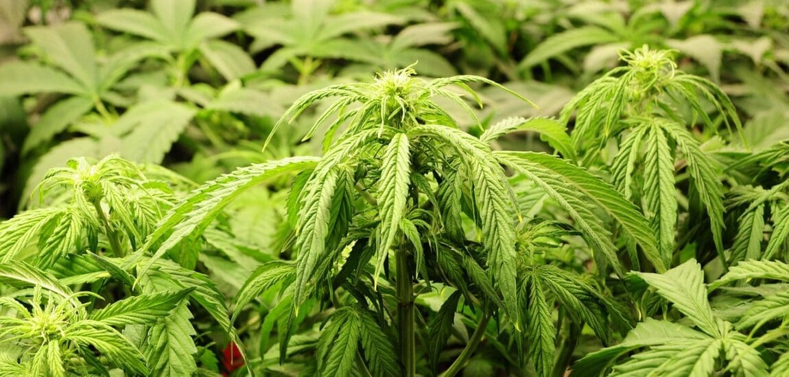 <strong>Vesd be a CBD erejét a bőrödön is!</strong>