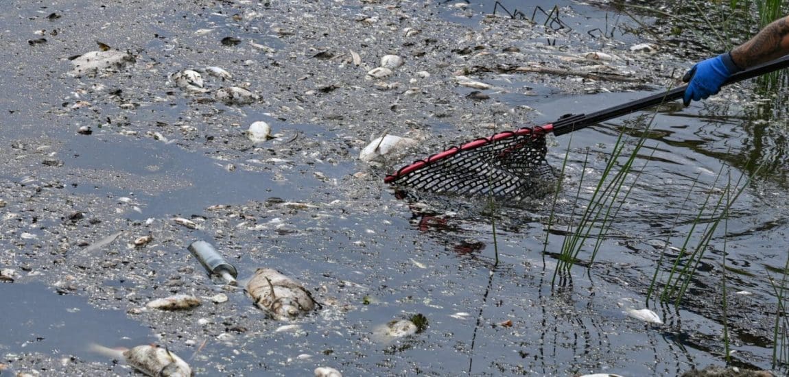 Jutalmat ajánl a rendőrség az Odera-szennyezés nyomravezetőinek