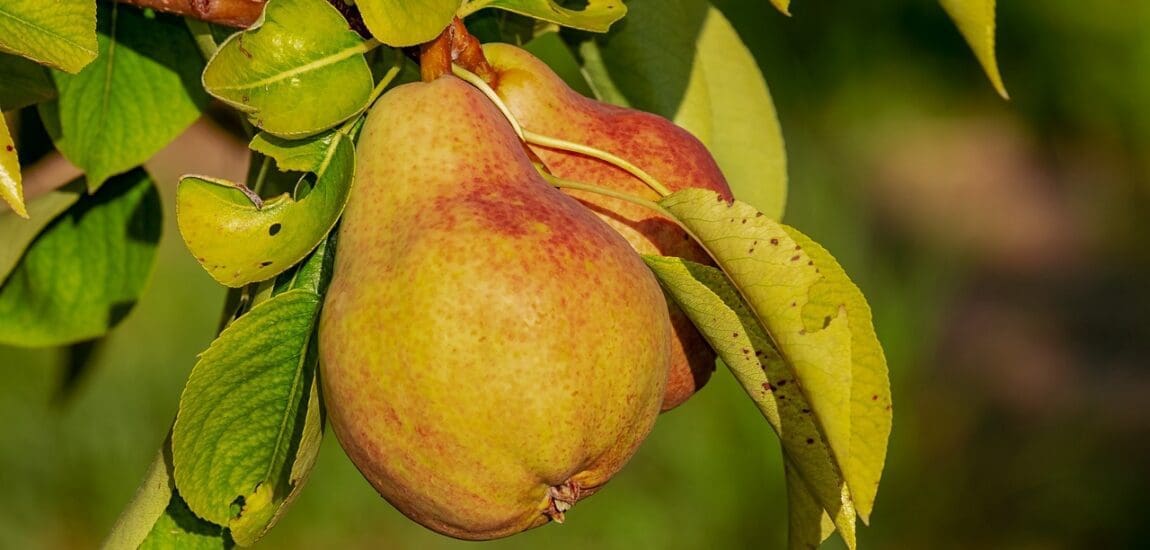 Érik a magyar körte, október végéig szüretelik