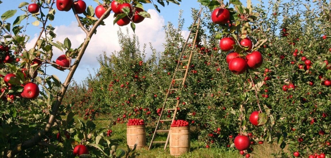 Mik azok a biostimulátorok, és kinek éri meg ilyesmit vásárolni?
