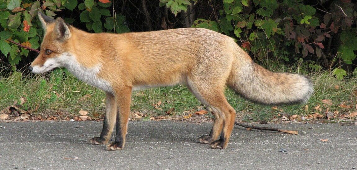 Nocsak, repülőgépről vakcinázzák a rókákat