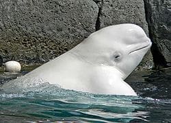 Titokzatos orosz kém „Hvaldimir”- Megfejtették a beluga bálna rejtélyét?