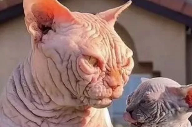 Brutális sokk az állatvédőknek – Bullycats
