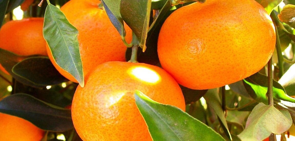 Csodálatos mandarin – Lehet, hogy hiány lesz belőle karácsonykor?