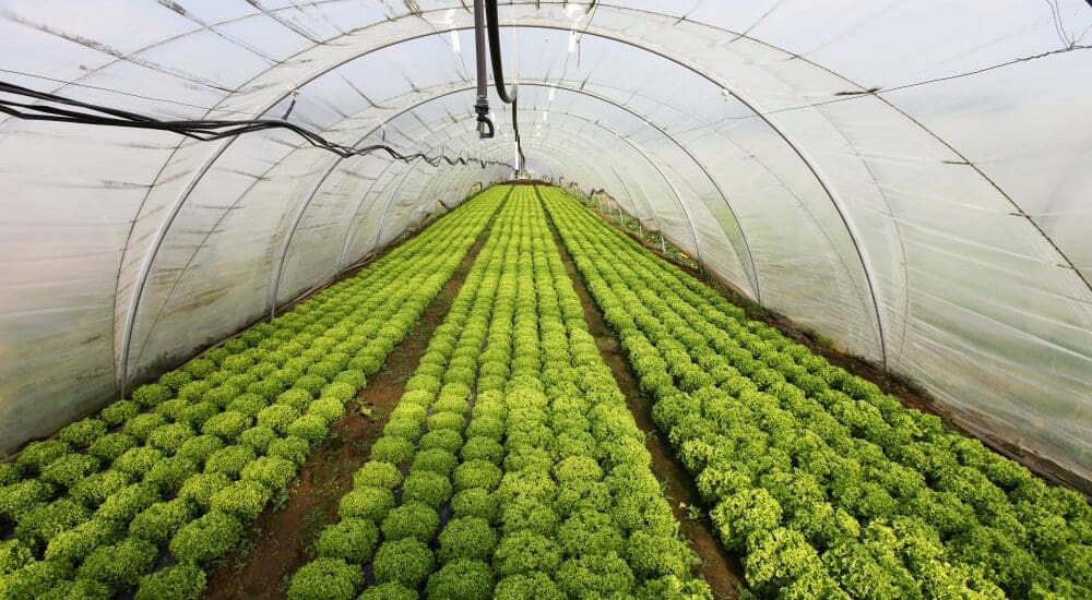Új pályázat indul a kertészeknek – akár 35 millió forint támogatás is igényelhető