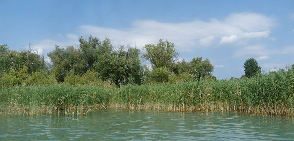 Elfogy a nád a Balatonon? – Klímaváltozás miatt új technológia kell