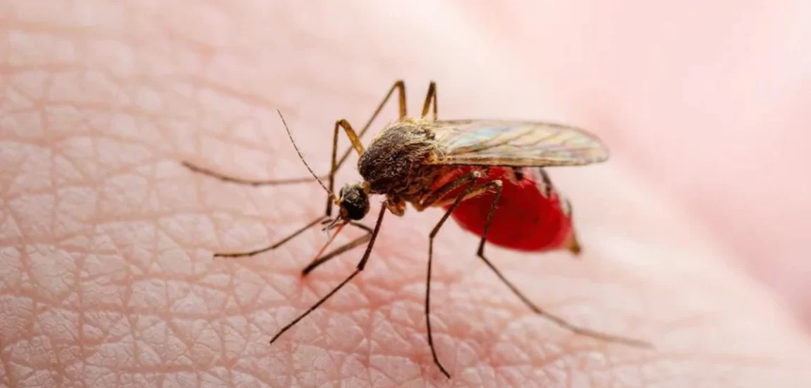 Érkezik az oropouche vírus – Ízületi fájdalom, hányinger, hasmenés, esetenként halál