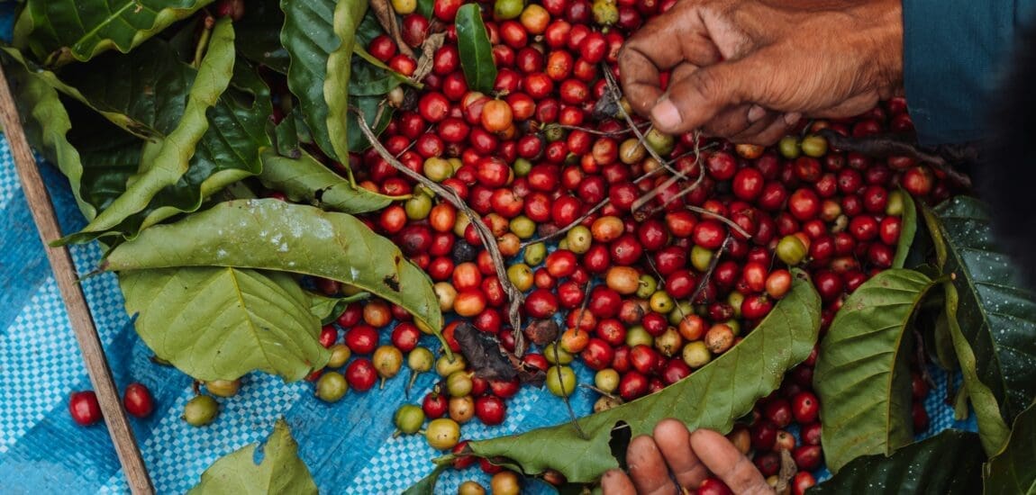Vietnam tarol a kávépiacon – Exportrekord és világpiaci fölény. Hogy csinálta?