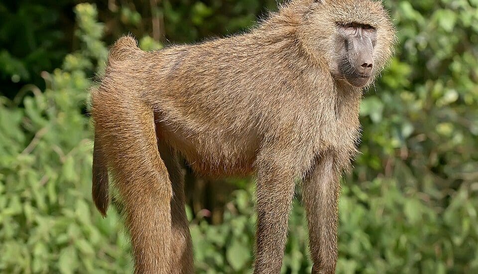 Jaj a guineai páviánonak – Tizekettőt ölt meg a zoo, álltavédők tiltakoznak