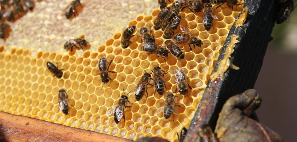 A méhészet fejlődése: egy ősi mesterség modern szemmel